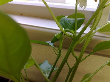 Mini Capsicums (1/4)