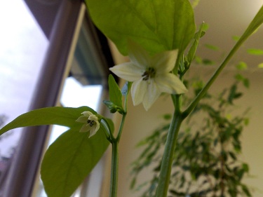 Mini Capsicums (2/4)