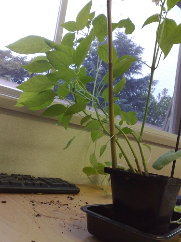 Mini Capsicums (3/4)