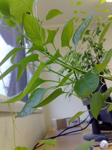 Mini Capsicums (4/4)