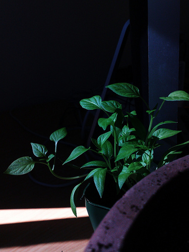 Mini Capsicums (1/4)