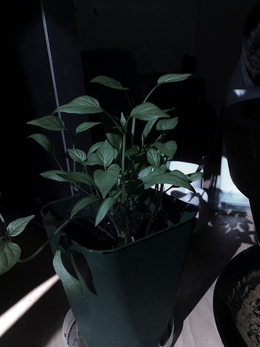 Mini Capsicums (2/4)