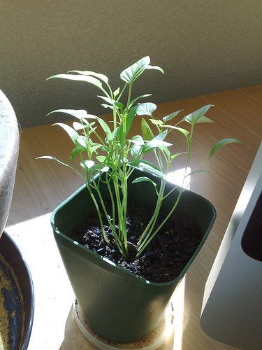 Mini Capsicums (3/4)