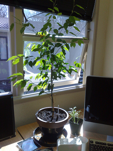 Mini Capsicums (4/4)